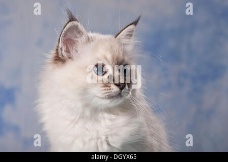 Chaton Sacré de Birmanie, race, portrait Banque D'Images