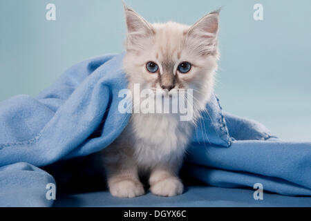 Chaton Sacré de Birmanie, race, sous une couverture Banque D'Images