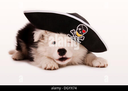 Chiot Border Collie en pirate Banque D'Images