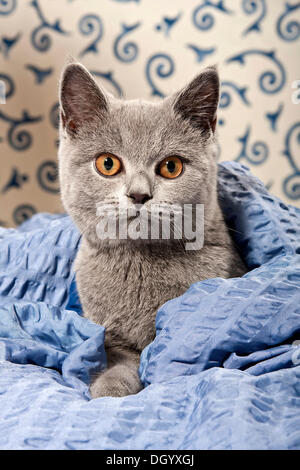 Chartreux - chat British Shorthair, couleur bleu, avec une couverture Banque D'Images