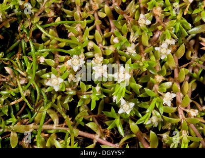 Nouvelle Zélande, Pigmyweed Crassula helmsii en fleur. Très-plante aquatique envahissante de la Nouvelle-Zélande. Nouvelle Forêt étang, Hants. Banque D'Images