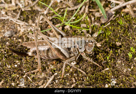 Femelle gris Bush-cricket, Platycleis albopunctata ; côtes de la forêt, Hants. Banque D'Images