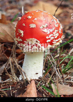 Diverses espèces de champignons sont exposées, mettant en valeur leur diversité dans la forme, la taille et l'habitat, en mettant l'accent sur leur rôle écologique. Banque D'Images
