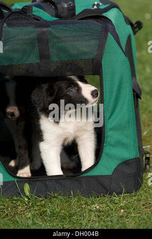 Chiot border collie, assis dans une caisse de chien Banque D'Images