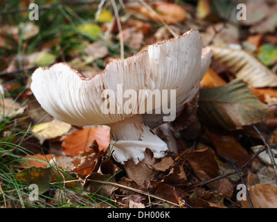 Les champignons sont des champignons qui poussent dans une variété de formes et de tailles. Ils sont couramment utilisés en cuisine et peuvent être trouvés dans divers environnements, des forêts aux zones urbaines. Certains champignons sont comestibles, tandis que d'autres sont toxiques, l'identification est donc importante. Banque D'Images