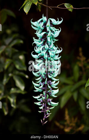 Strongylodon macrobotrys (vigne de jade), originaire des Philippines, rainforest, Queensland, Australie Banque D'Images