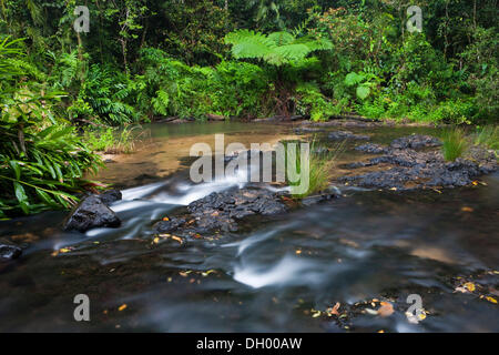 Jet dans une forêt tropicale à l'Atherton, Queensland, Australie Banque D'Images