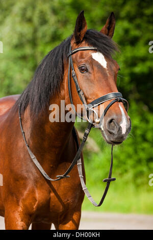 Oldenburger horse, bay, portrait, portant le mors et filet, Tyrol du Nord, l'Autriche, Europe Banque D'Images