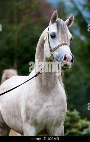 Gesticulations étalon, étalon arabe, gris, portrait, portant un show halter, Tyrol du Nord, l'Autriche, Europe Banque D'Images