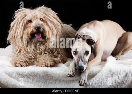 Puli et chiens Whippet Banque D'Images