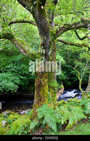 Arbre couvert de mousse devant un ruisseau, Lake District, England, United Kingdom Banque D'Images