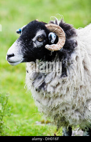 Scottish Blackface moutons, Yorkshire, Angleterre, Royaume-Uni Banque D'Images