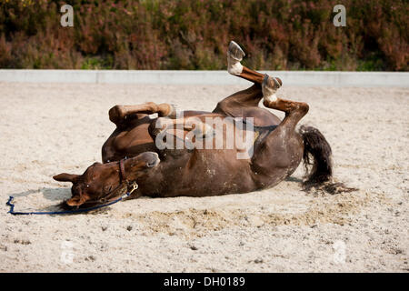 Cheval alezan, Hanovrienne, roulant dans le sable, Autriche Banque D'Images