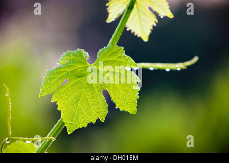 Cépage commun vigne (Vitis vinifera), de la ficelle et de feuilles, Alpes de Haute-Provence, France Banque D'Images