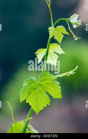 Cépage commun vigne (Vitis vinifera), de la ficelle et de feuilles, Alpes de Haute-Provence, France Banque D'Images