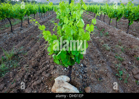 Cépage commun vigne (Vitis vinifera), vignes, Alpes de Haute-Provence, France Banque D'Images