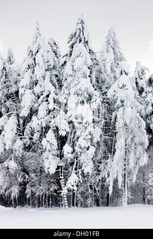Soulevées se cacher dans une forêt couverte de neige, Gnadenwald, Tyrol du Nord, Autriche Banque D'Images