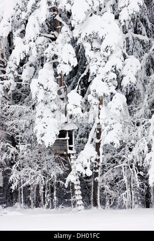 Soulevées se cacher dans une forêt couverte de neige, Gnadenwald, Tyrol du Nord, Autriche Banque D'Images