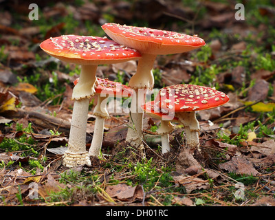 Les champignons sont des champignons comestibles qui viennent dans une variété d'espèces, dont beaucoup sont utilisés en cuisine. Ils poussent dans différents environnements et ont de nombreuses utilisations culinaires et médicinales. Banque D'Images