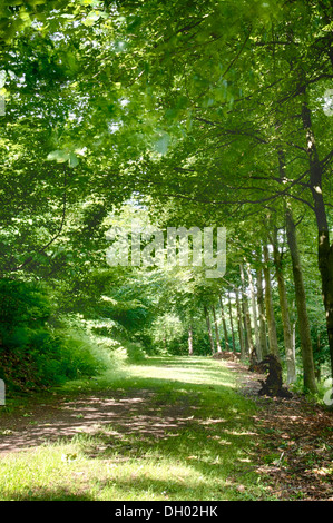 Forrest Green en été Banque D'Images