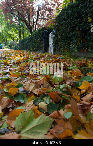 Londres, Royaume-Uni. 28 Oct, 2013 . Lendemain de tempête tôt le matin des rafales de vent dans le sud ouest de Londres, feuilles d'automne sont présenté au début. La tempête, appelé St Jude, a introduit le plus de vent, la météo à frapper le Royaume-Uni depuis 1987. Credit : Malcolm Park editorial/Alamy Live News Banque D'Images