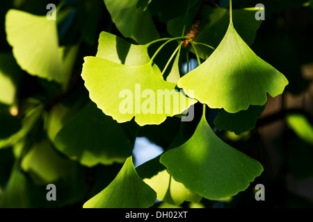 Le Ginkgo biloba feuilles vertes sur un arbre Banque D'Images