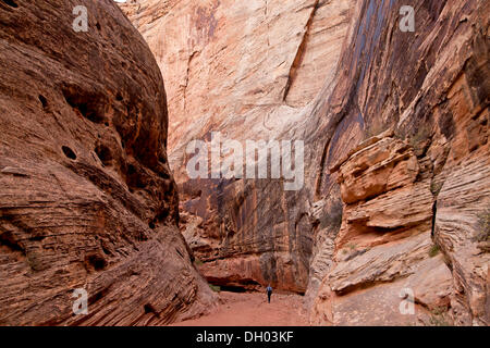 Sur le sentier touristique grâce à Grand Gorge lavage, Capitol Reef National Park, Capitol Reef National Park, Utah, United States Banque D'Images