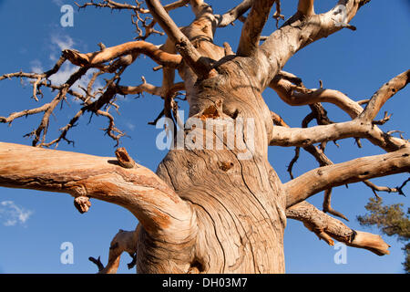 Arbre mort, Hidden Valley, le parc national Joshua Tree, California, United States Banque D'Images