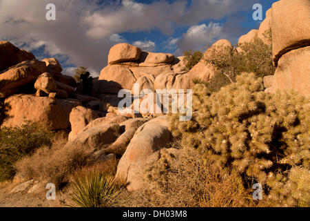 Rock formation, Hidden Valley, le parc national Joshua Tree, California, United States Banque D'Images