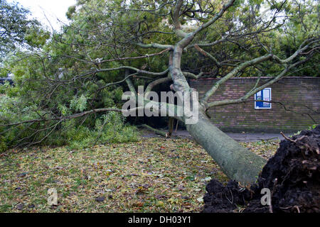 Brixton, Londres, Royaume-Uni. 28 octobre 2013. Lendemain de St Jude tempête dans le sud de Londres. Un arbre est tombé sur Childspace, pépinière Jardins Cressingham, près de Brixton. La tempête, appelé St Jude, a introduit le plus de vent, la météo à frapper le Royaume-Uni depuis 1987. Credit : Johnny Henshall / Alamy Live News. Banque D'Images