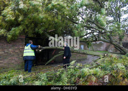 Brixton, Londres, Royaume-Uni. 28 octobre 2013. Lendemain de St Jude tempête dans le sud de Londres. Un arbre est tombé sur Childspace, pépinière Jardins Cressingham, près de Brixton. La tempête, appelé St Jude, a introduit le plus de vent, la météo à frapper le Royaume-Uni depuis 1987. Credit : Johnny Henshall / Alamy Live News. Banque D'Images