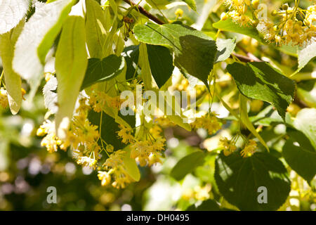 Fleurs du tilleul à petites feuilles (Tilia cordata), Coswig, Saxe Banque D'Images