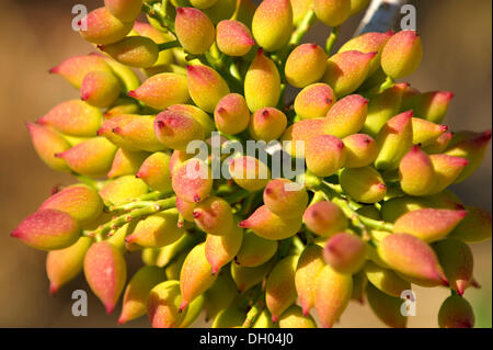 Pistaches (Pistacia vera) poussant sur des arbustes, Égine, iles saroniques, Grèce, Europe Banque D'Images