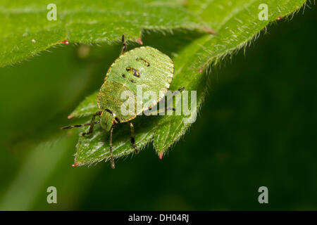 Vert commun shieldbug (Palomena prasina), 3ème stade nymphe, sur feuille, Sud du Pays de Galles, Royaume-Uni, Europe Banque D'Images