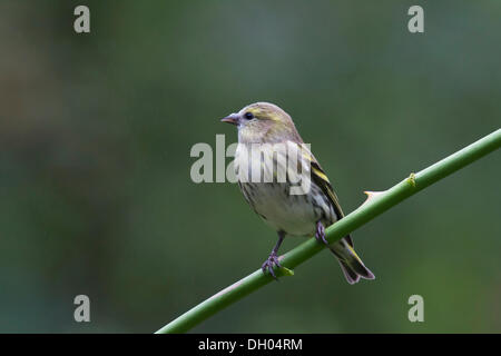 Tarin des pins (Carduelis spinus), femme, se percher, Sud du Pays de Galles, Royaume-Uni, Europe Banque D'Images