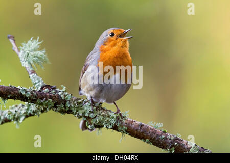 European Robin (Erithacus rubecula aux abords), chant sur la perche, Pays de Galles, Royaume-Uni Banque D'Images