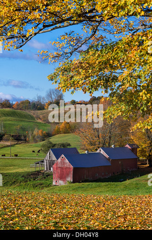 La ferme aux couleurs automnales, lecture, Vermont, Etats-Unis Banque D'Images