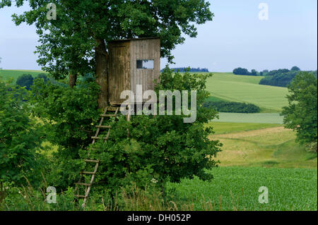 Sensibiliser le cacher, la perchaude, la chasse à un chêne près de Freising, Haute-Bavière, Bavière Banque D'Images