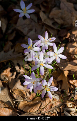 Purple crocus ou croci (Crocus) croissant dans la forêt, Oberberghausen, Kranzberg près de Freising, Haute-Bavière, Bavière Banque D'Images