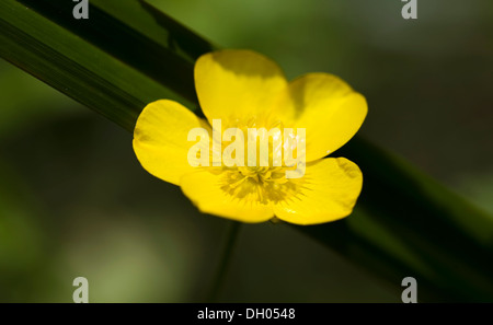 Caltha palustris Populage des marais fleur jaune sur fond vert Banque D'Images