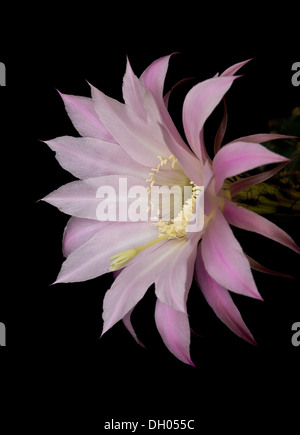 Reine de la nuit en fleurs cactus belle fleur jaune violet couleurs séparés sur fond noir Banque D'Images