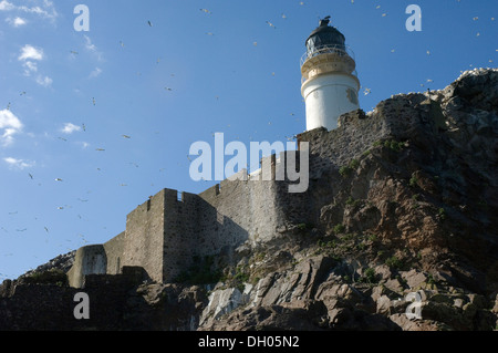 Morus bassanus, Sula, Gannett, basse rock, Edimborough, Ecosse, Royaume-Uni, UK, colonie, colonia, dans la région de volo, vol, Banque D'Images