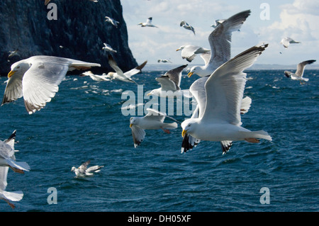 Gabbiano reale ; Larus ridibundus ; adulto ; adulte ; Bass Rock ; Edimborough ; Ecosse ; Royaume-Uni ; Royaume-Uni, en vol, vol Banque D'Images