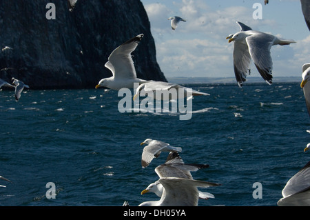 Gabbiano reale ; Larus ridibundus ; adulto ; adulte ; Bass Rock ; Edimborough ; Ecosse ; Royaume-Uni ; Royaume-Uni, en vol, vol Banque D'Images