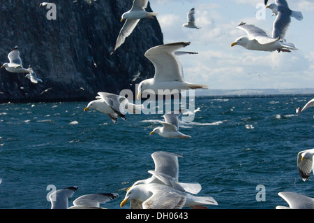 Gabbiano reale ; Larus ridibundus ; adulto ; adulte ; Bass Rock ; Edimborough ; Ecosse ; Royaume-Uni ; Royaume-Uni, en vol, vol Banque D'Images