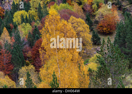 Paysage pittoresque avec des feuilles d'automne colorés en jaune, vert et brun quitte Banque D'Images
