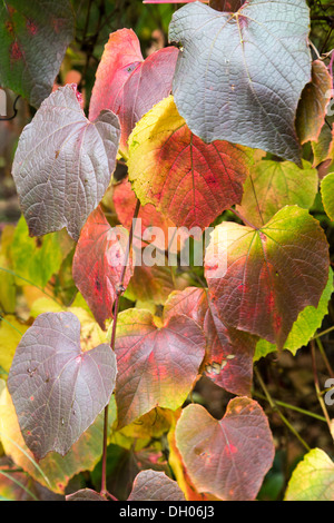 Vitis Coignetiae Claret Cape à l'automne 2013 Banque D'Images