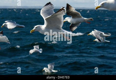 Gabbiano reale ; Larus ridibundus ; adulto ; adulte ; Bass Rock ; Edimborough ; Ecosse ; Royaume-Uni ; Royaume-Uni, en vol, vol Banque D'Images