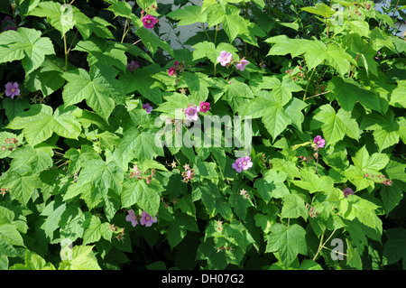 Floraison mauve-framboise Banque D'Images