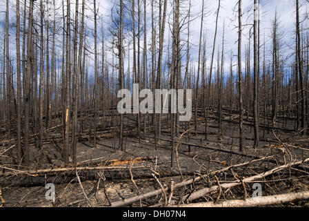 Burnt Forest, parc national de Yellowstone, Wyoming, USA, Amérique du Nord Banque D'Images